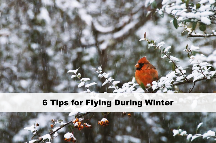 6 Tips for Flying During Winter